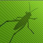 grasshopper下载